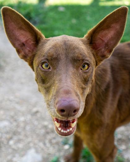 Dobbie, Adoptable, Adult Female Mixed Breed & Mixed Breed.