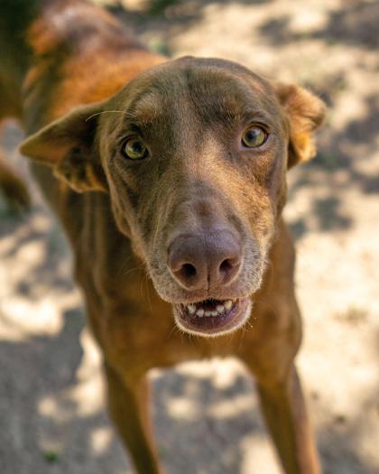 Enlarge Dobbie, a Adoptable Mixed Breed in Leander, TX image 2/3