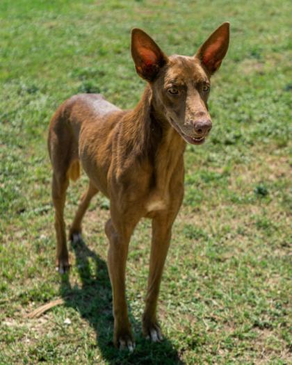 Enlarge Dobbie, a Adoptable Mixed Breed in Leander, TX image 3/3