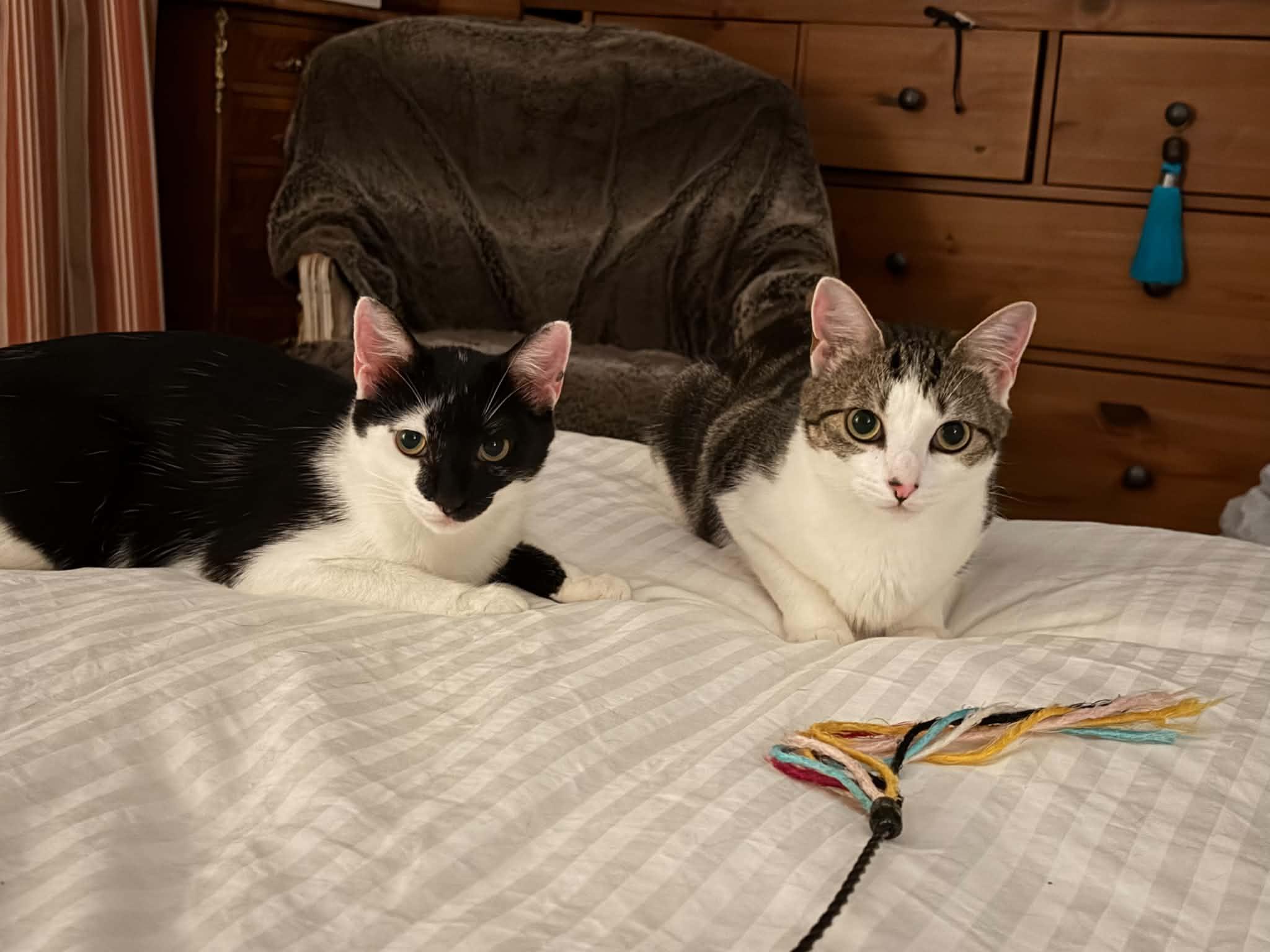 Enlarge Minnie & Clover, a ADOPTABLE Domestic Short Hair in Bayonne, NJ image 6/6