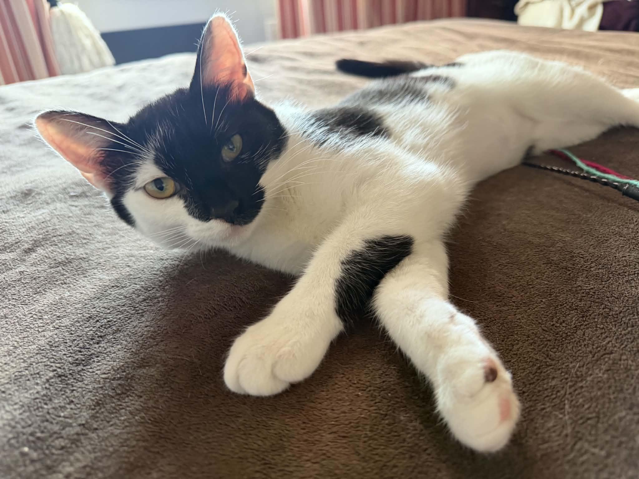 Enlarge Minnie & Clover, a ADOPTABLE Domestic Short Hair in Bayonne, NJ image 5/6