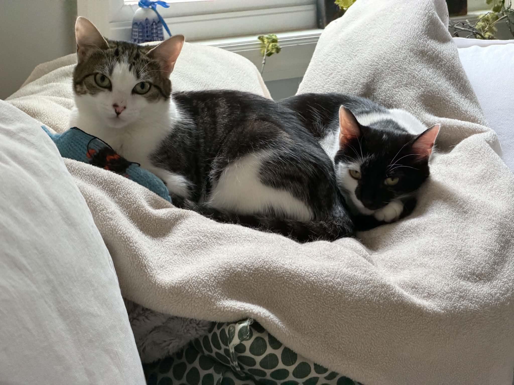 Enlarge Minnie & Clover, a ADOPTABLE Domestic Short Hair in Bayonne, NJ image 2/6