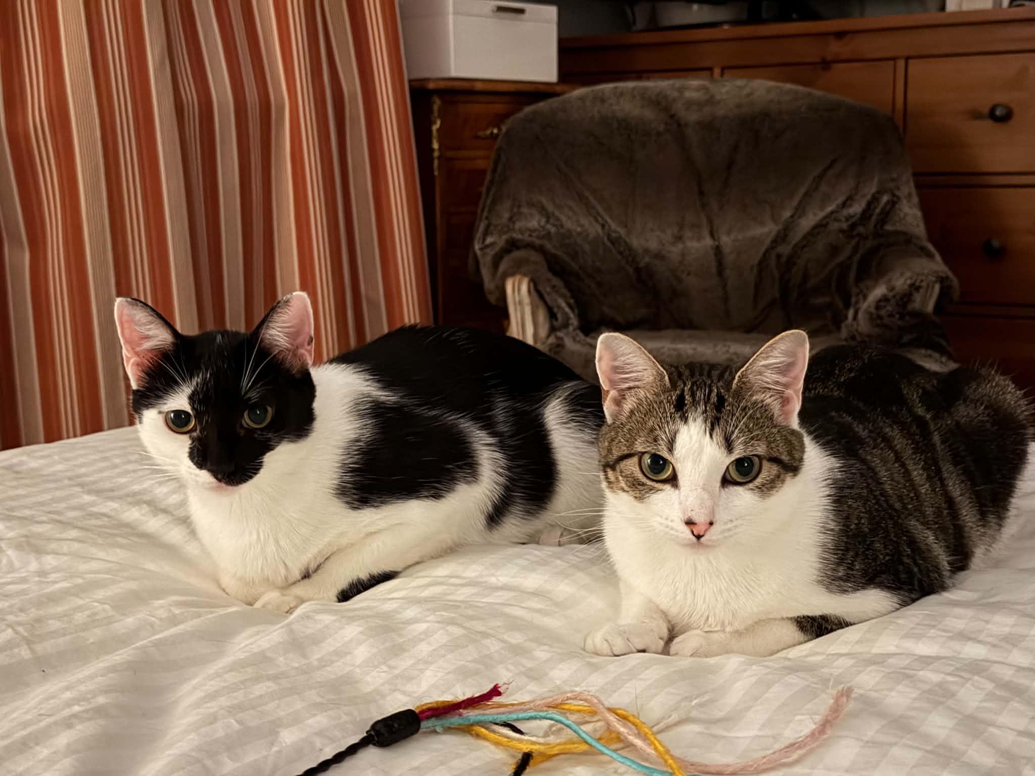 Minnie & Clover, ADOPTABLE, Young Female Domestic Short Hair.