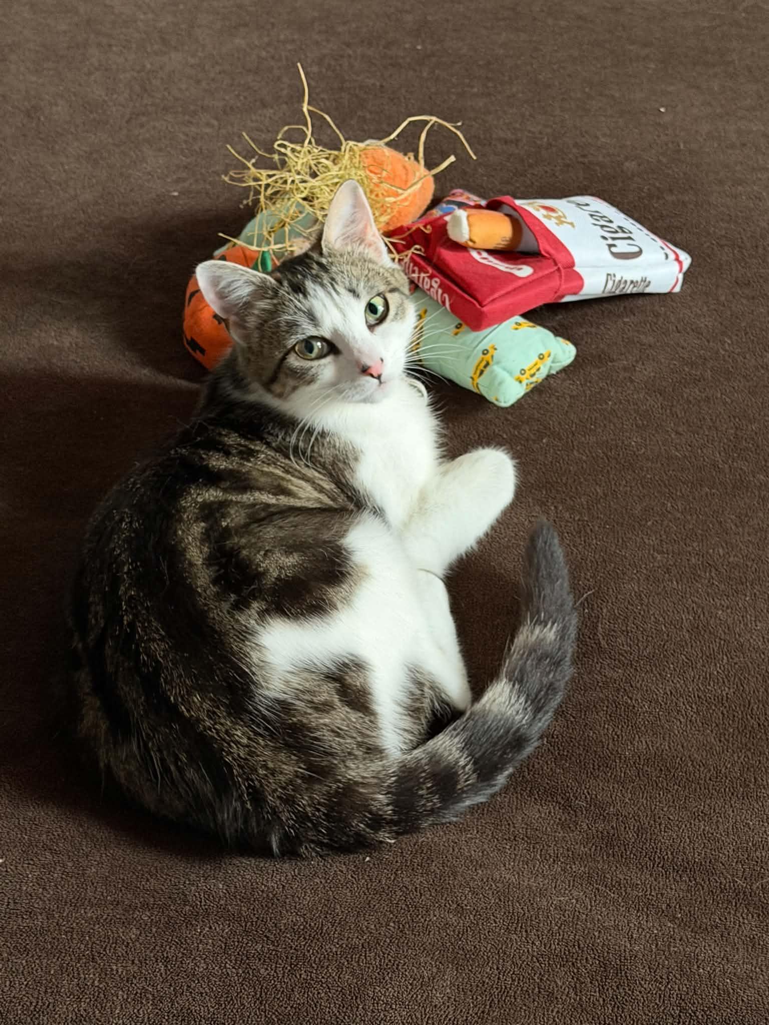 Enlarge Minnie & Clover, a ADOPTABLE Domestic Short Hair in Bayonne, NJ image 3/6