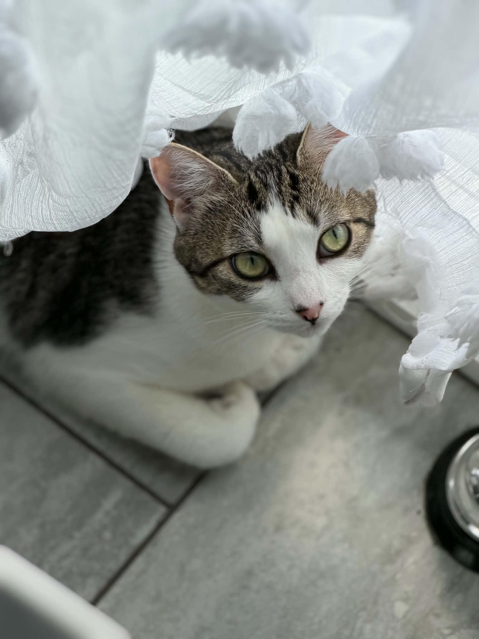 Enlarge Minnie & Clover, a ADOPTABLE Domestic Short Hair in Bayonne, NJ image 4/6