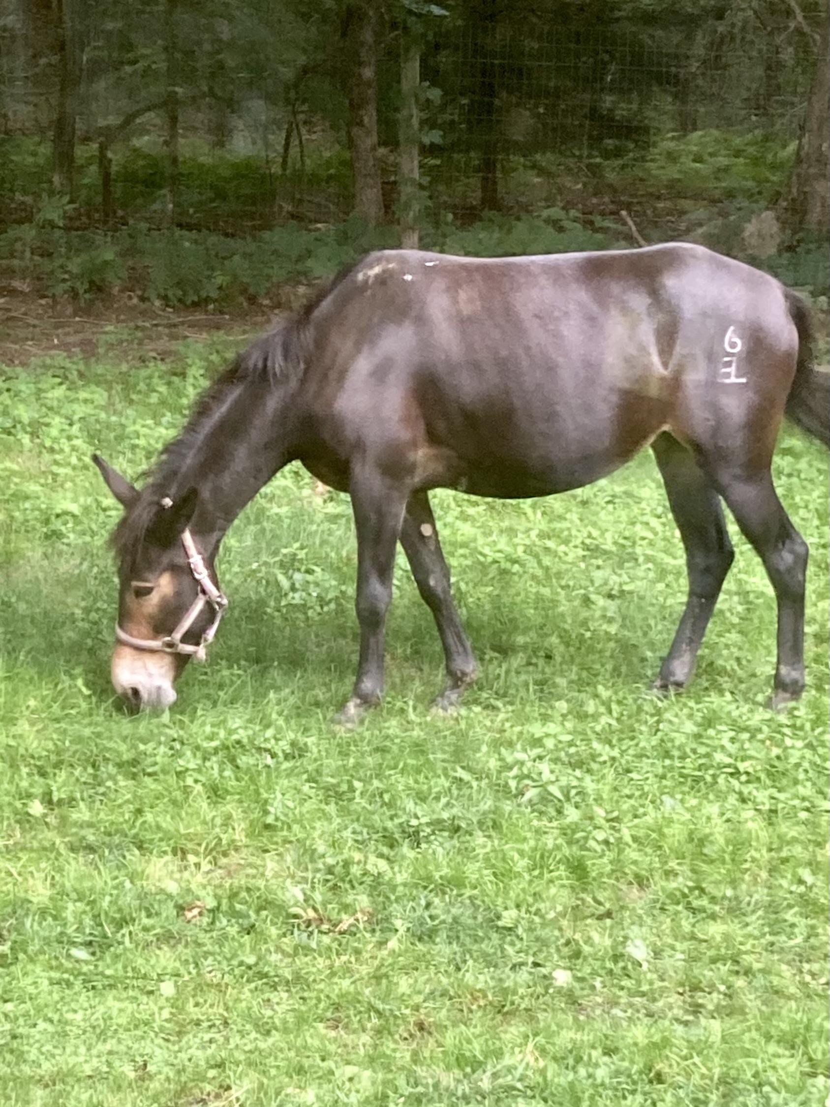 Enlarge Trudy, a Adoptable Mule in East Hartland, CT image 5/5