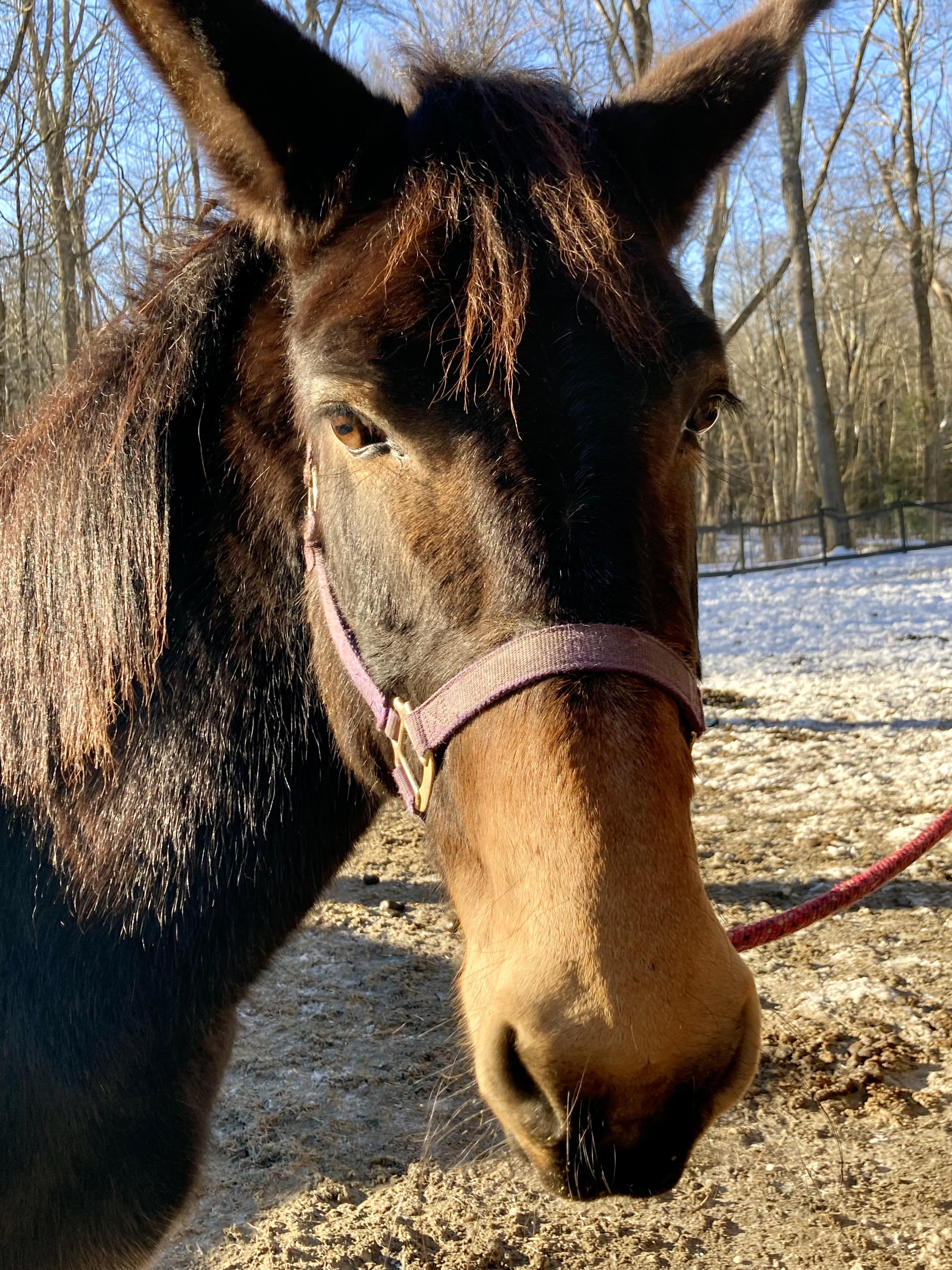 Enlarge Trudy, a Adoptable Mule in East Hartland, CT image 1/5