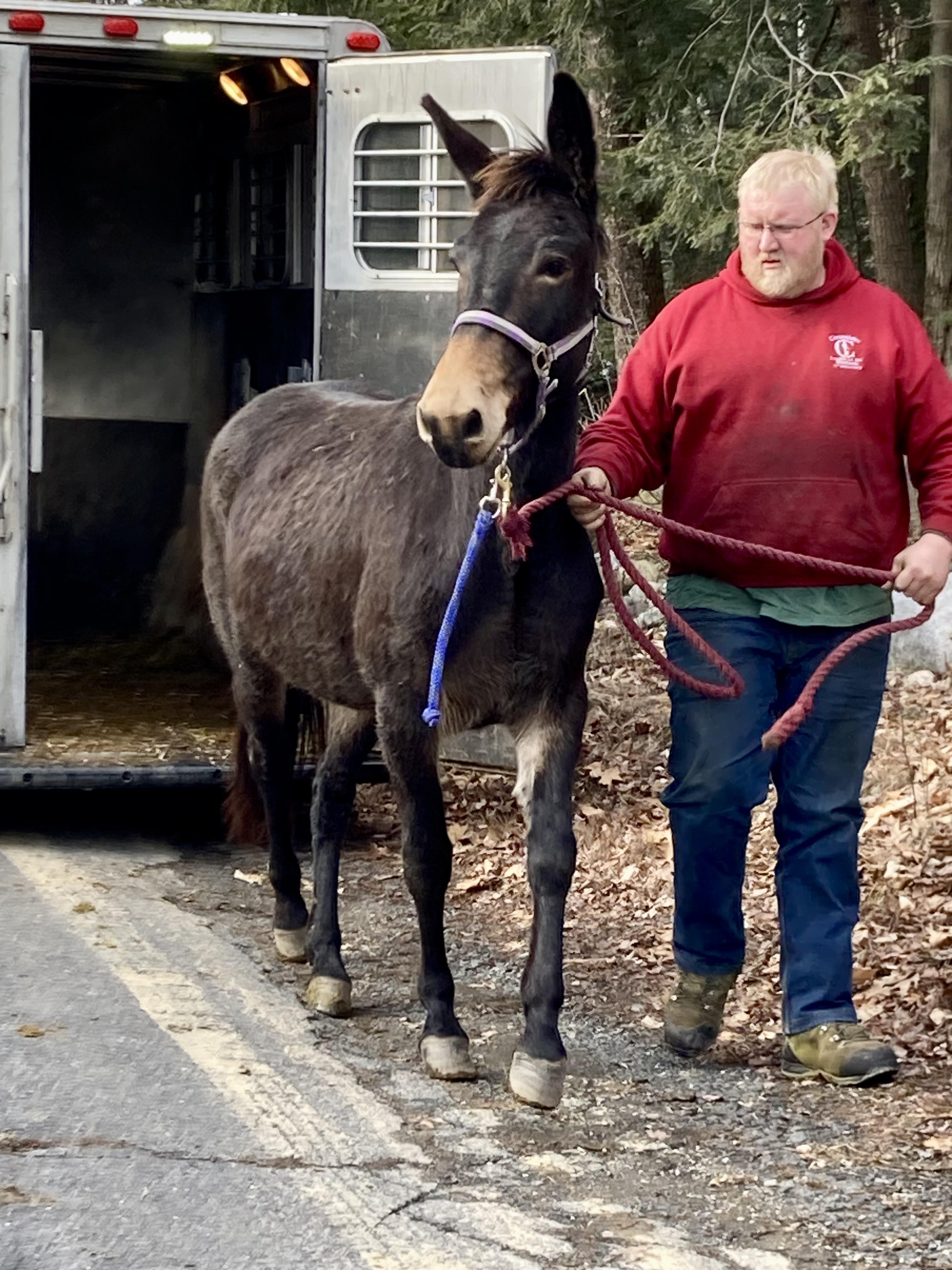 Enlarge Trudy, a Adoptable Mule in East Hartland, CT image 4/5