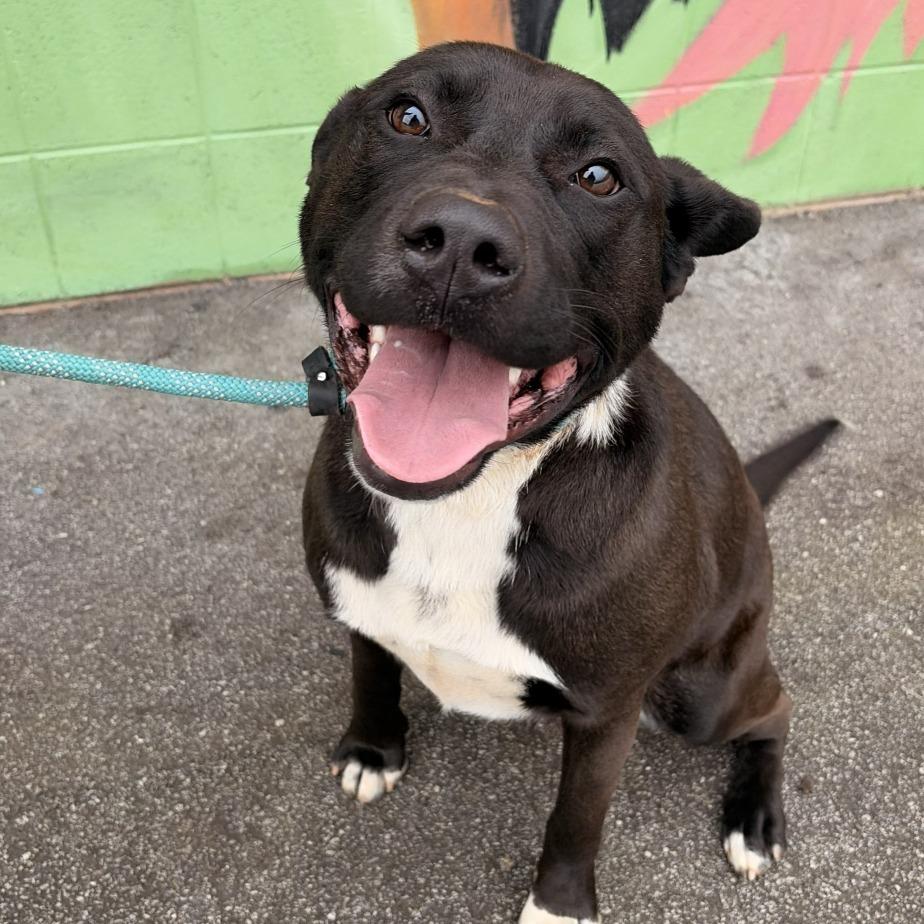 Winnie, a Adoptable mixed breed in Franklin, NC image 1/4
