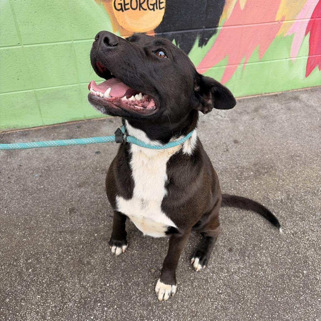 Winnie, a Adoptable mixed breed in Franklin, NC image 2/4