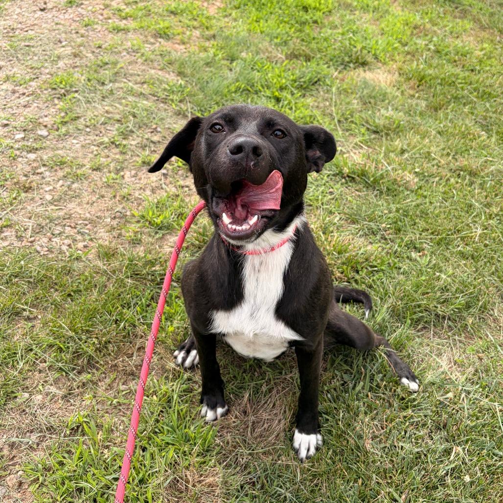 Winnie, a Adoptable mixed breed in Franklin, NC image 1/6