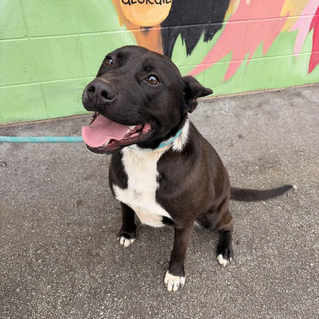 Winnie, a Adoptable mixed breed in Franklin, NC image 3/4