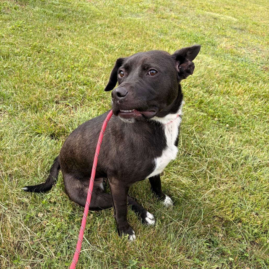 Winnie, a Adoptable mixed breed in Franklin, NC image 2/6