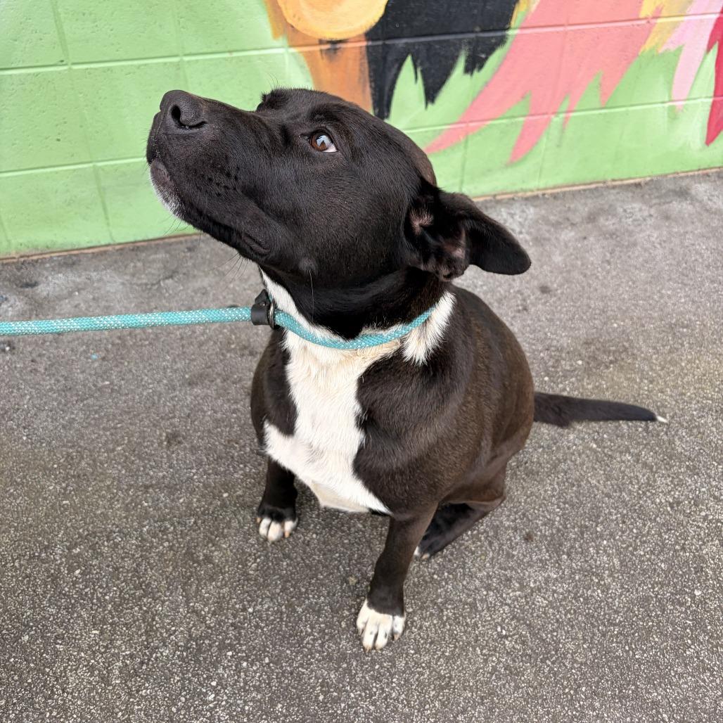 Winnie, a Adoptable mixed breed in Franklin, NC image 4/4