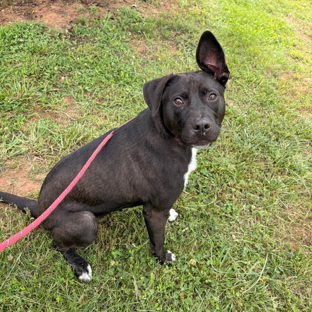 Winnie, a Adoptable mixed breed in Franklin, NC image 3/6
