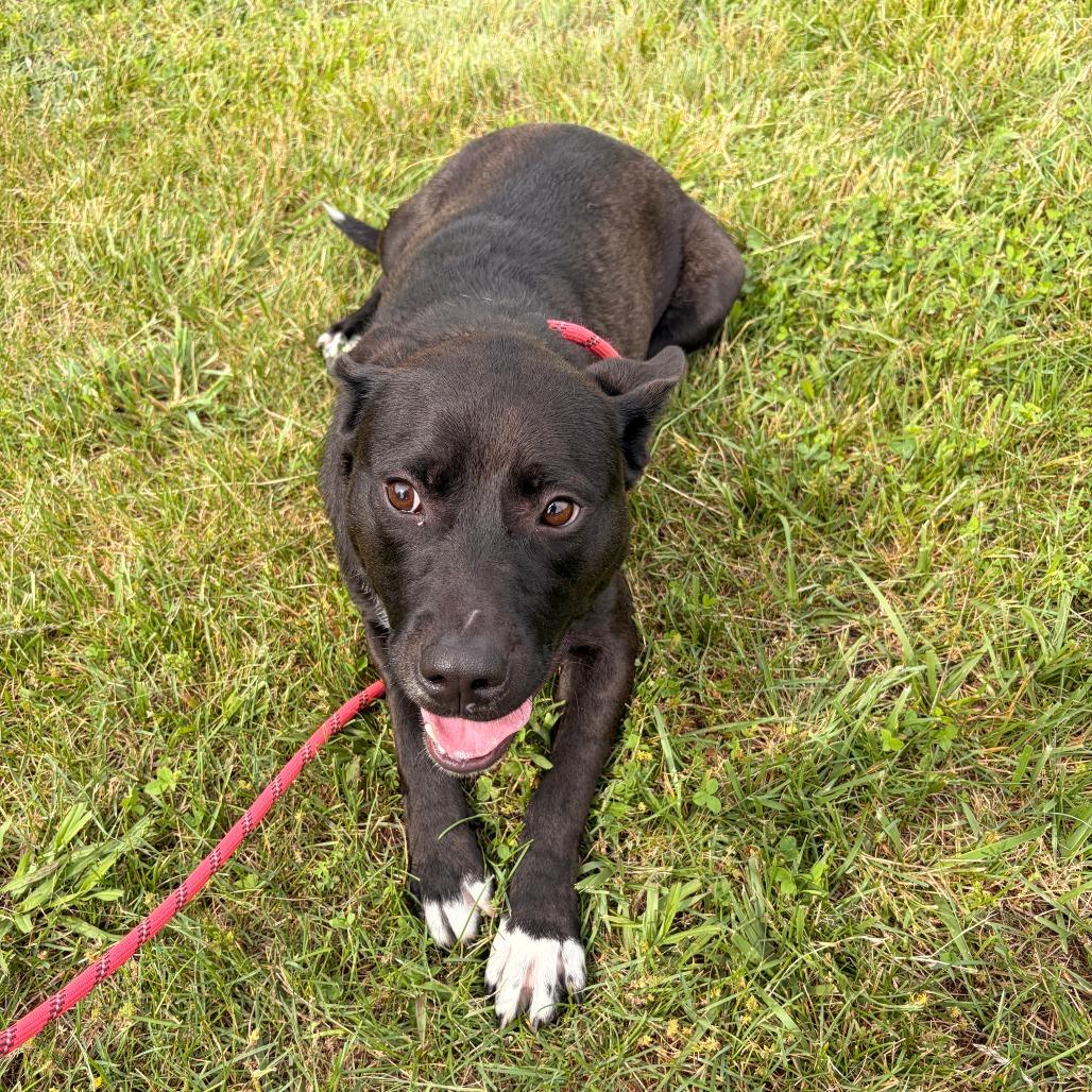 Winnie, a Adoptable mixed breed in Franklin, NC image 4/6