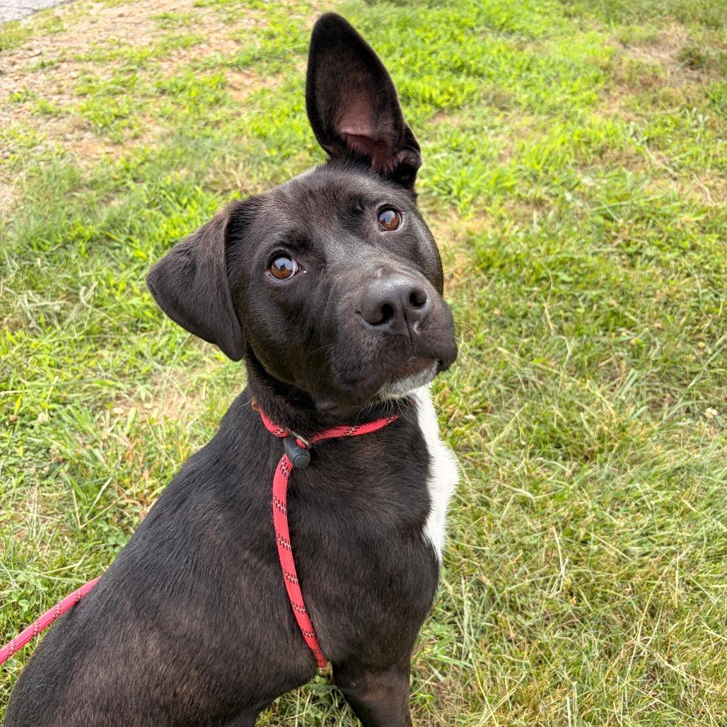Winnie, a Adoptable mixed breed in Franklin, NC image 5/6