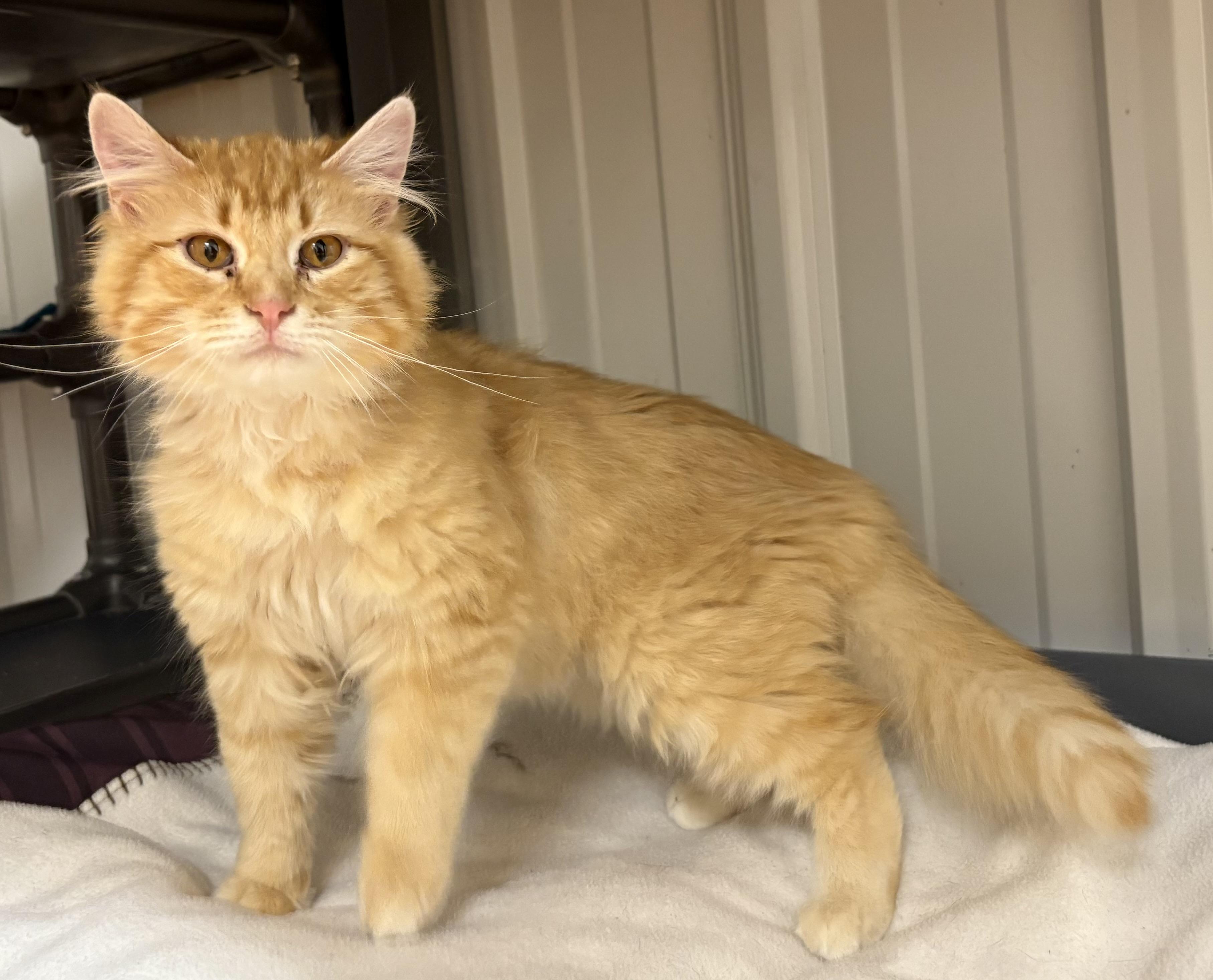 Enlarge Skylar, a Adoptable Domestic Medium Hair in Mauston, WI image 1/1