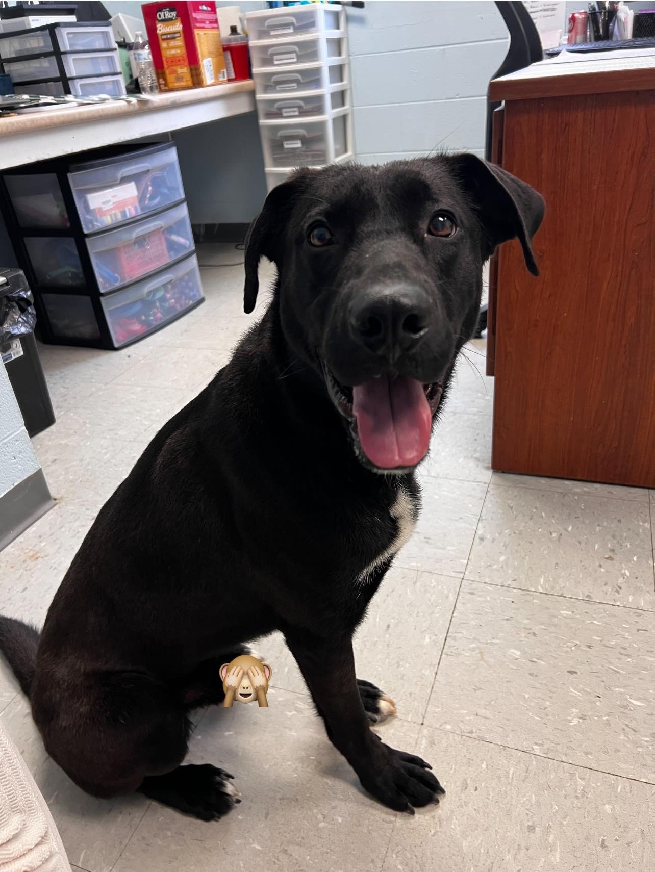 Dale, a ADOPTABLE mixed breed in Pearisburg, VA image 2/2