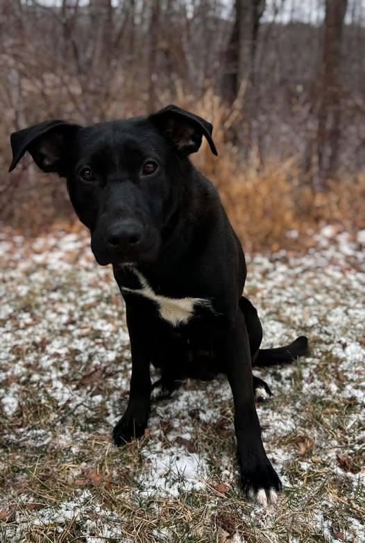 Dale, a ADOPTABLE mixed breed in Pearisburg, VA image 1/2