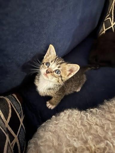 Queso, Adoptable, Kitten Male Domestic Short Hair.