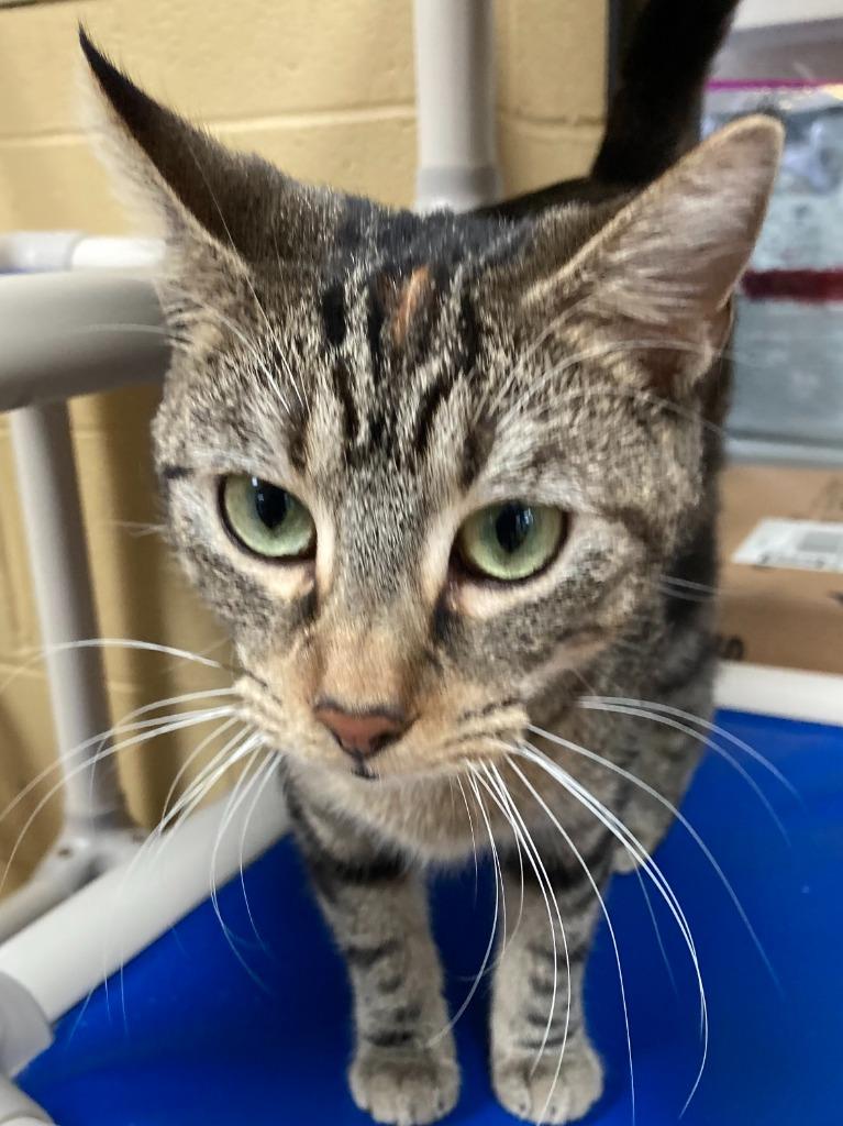 Professor Pickletoes