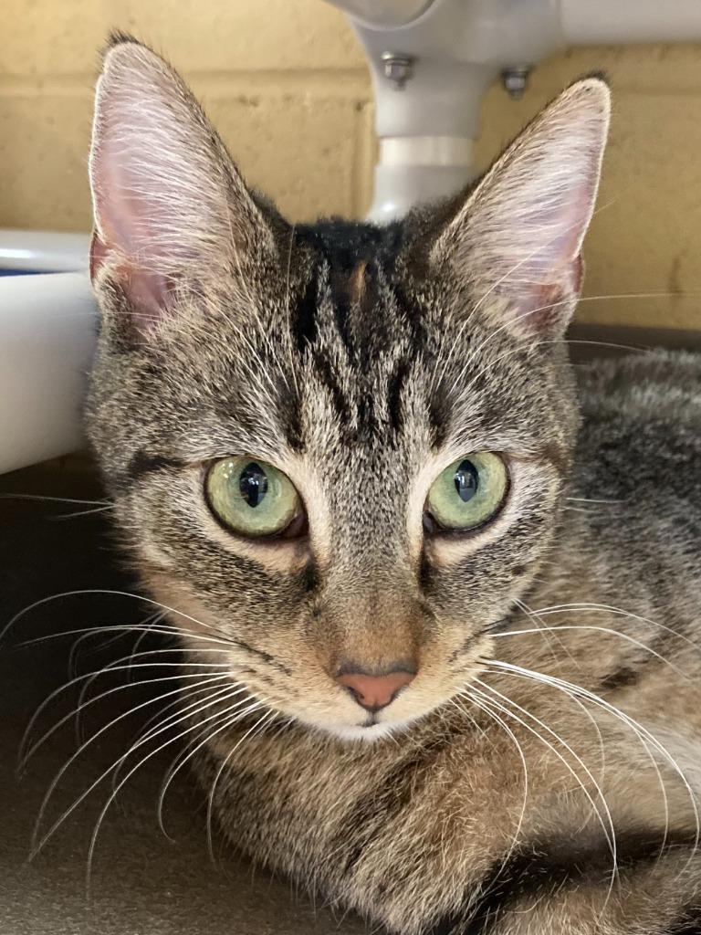 Professor Pickletoes thumbnail 3