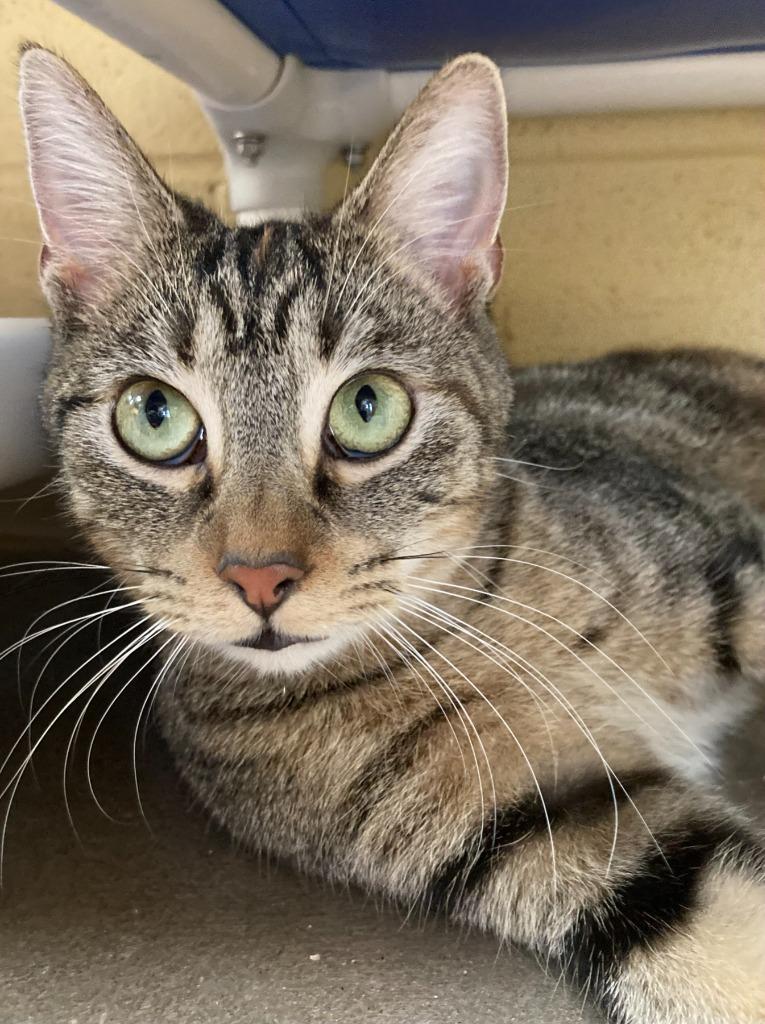 Professor Pickletoes thumbnail 4