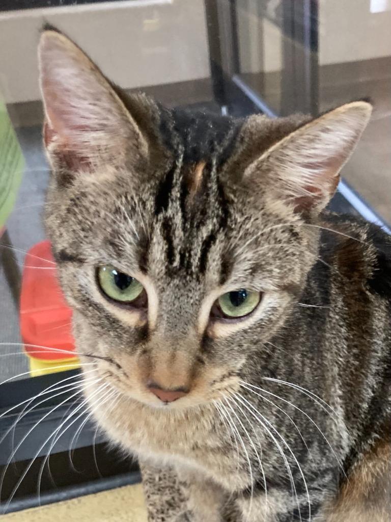 Professor Pickletoes thumbnail 5