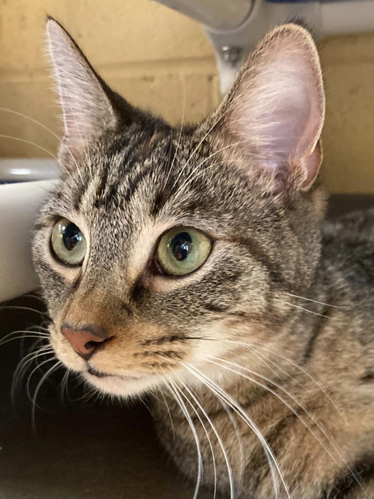 Professor Pickletoes thumbnail 6