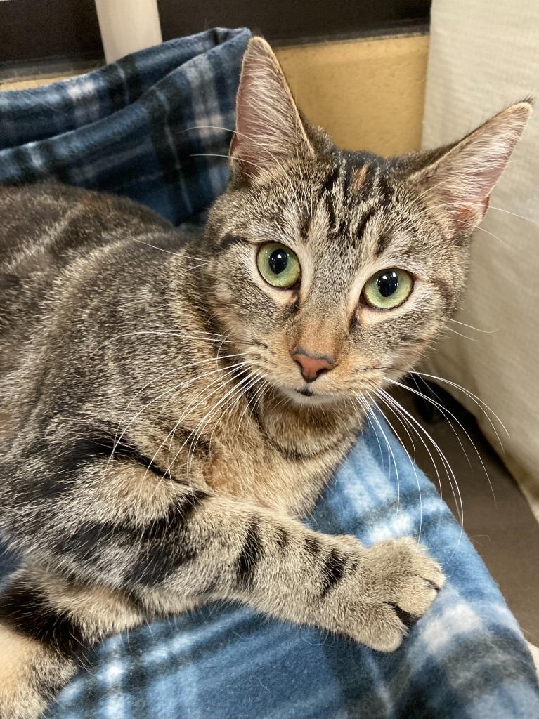 Professor Pickletoes thumbnail 7