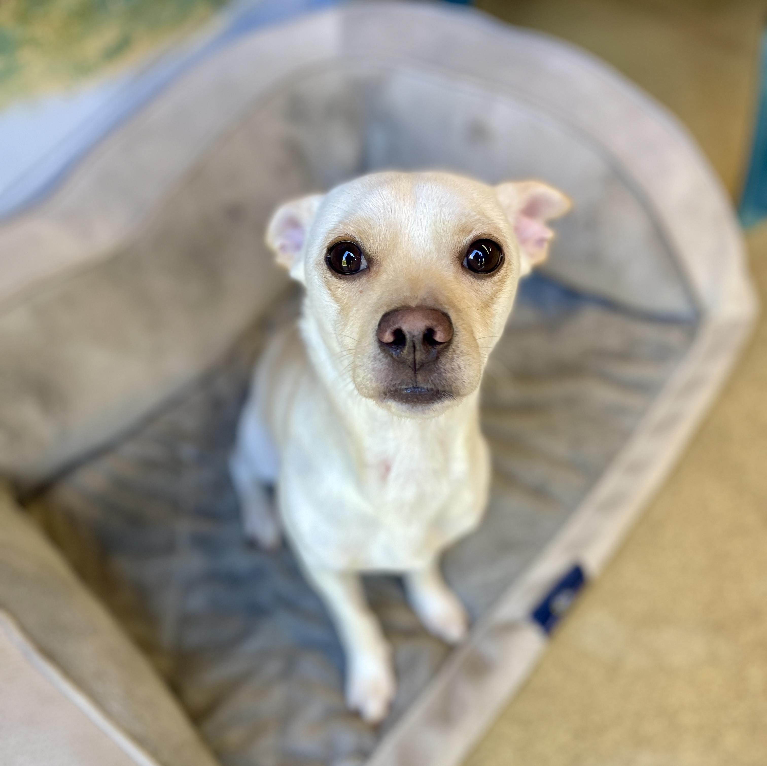 Pignoli, Adopted, Young Male Chihuahua.