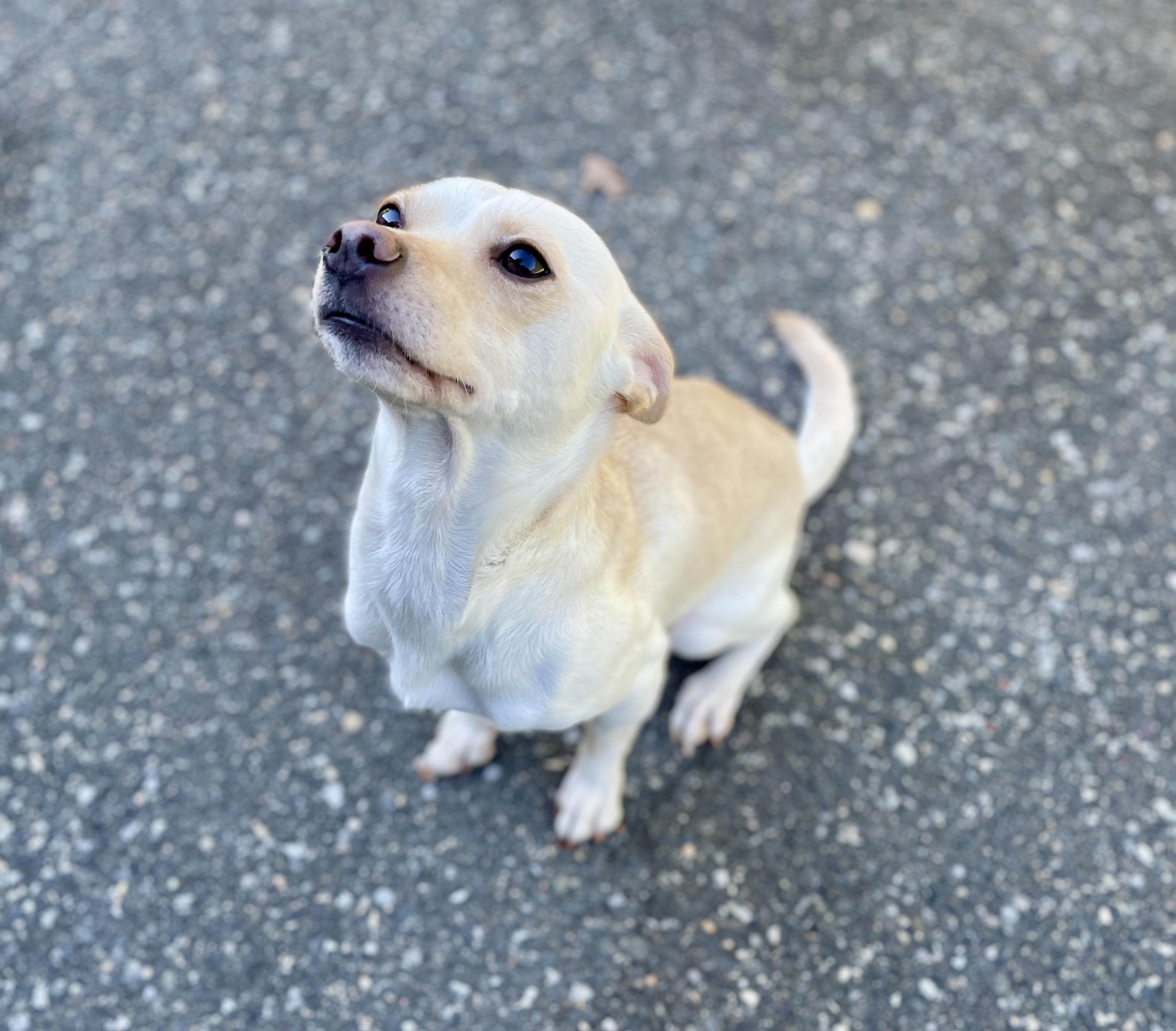 Pignoli