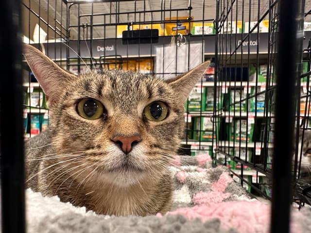 Lily, Adoptable, Adult Female Domestic Short Hair.