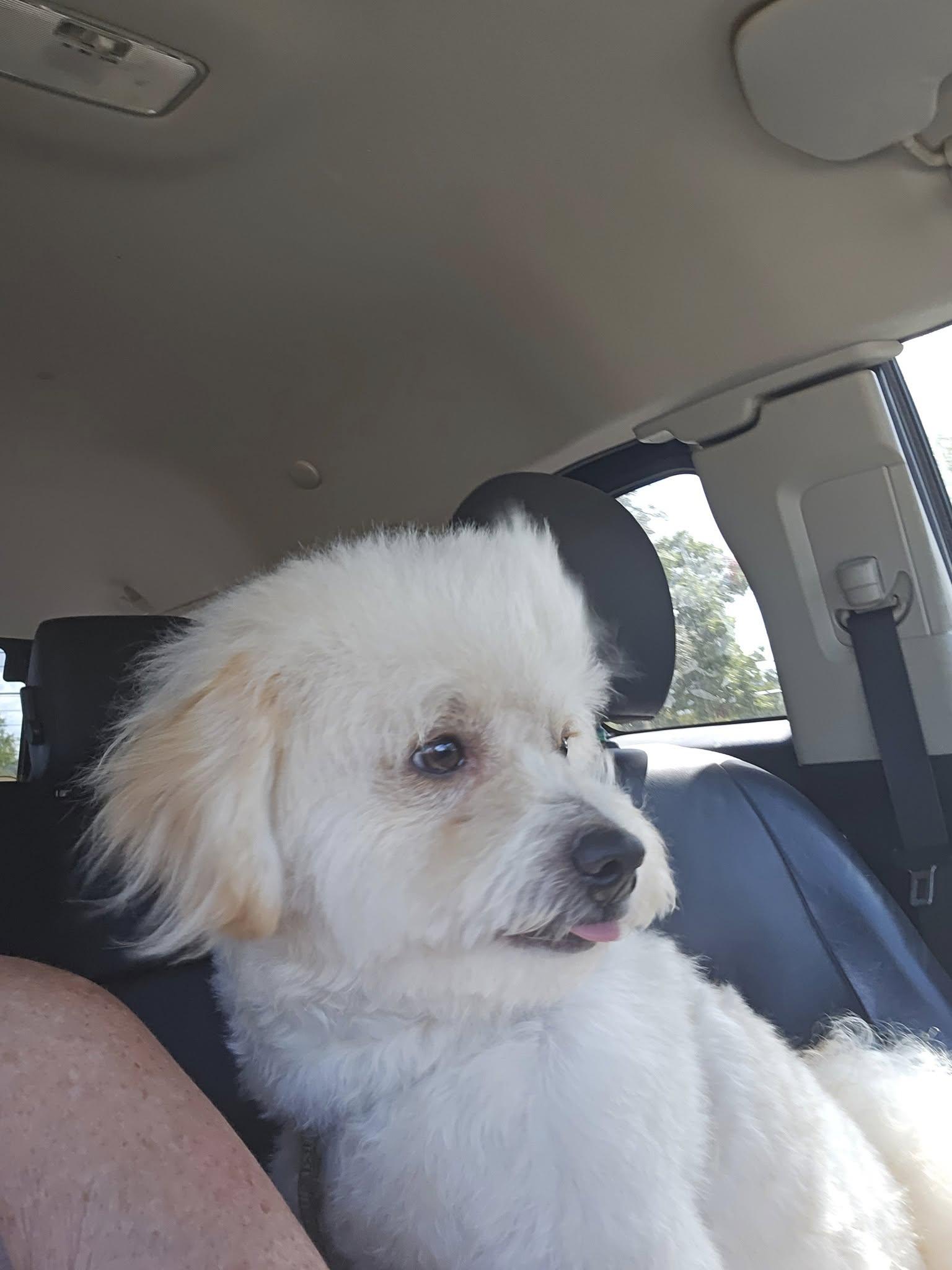 Enlarge Ollie, a ADOPTABLE Terrier in Colleyville, TX image 6/6