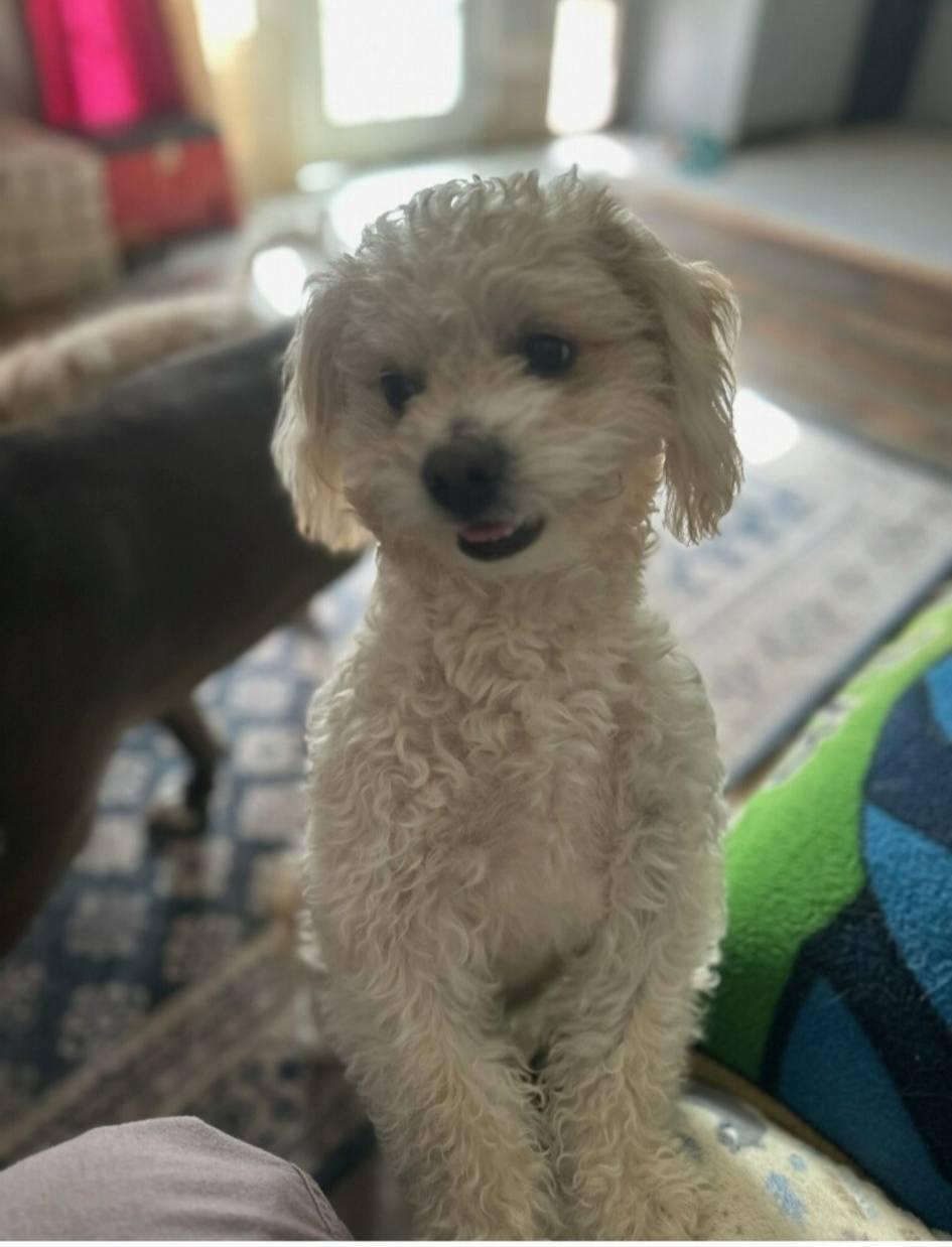 Enlarge Ollie, a ADOPTABLE Terrier in Colleyville, TX image 2/6