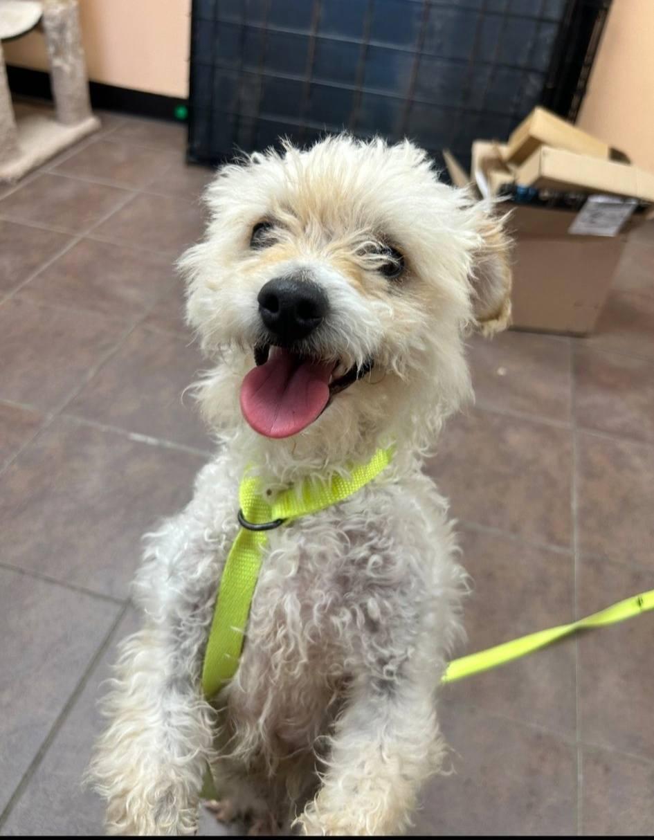 Enlarge Ollie, a ADOPTABLE Terrier in Colleyville, TX image 4/6