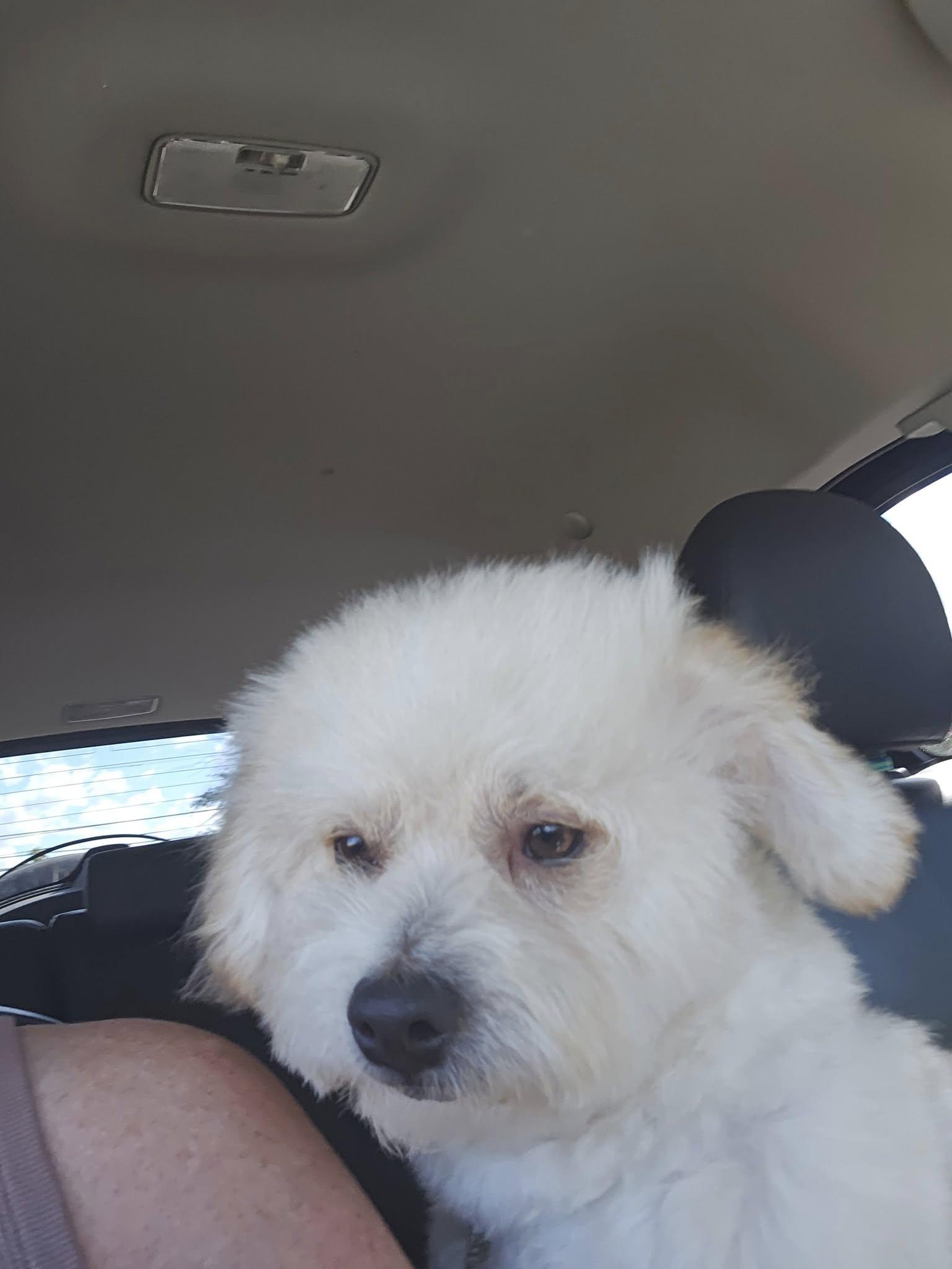Enlarge Ollie, a ADOPTABLE Terrier in Colleyville, TX image 5/6