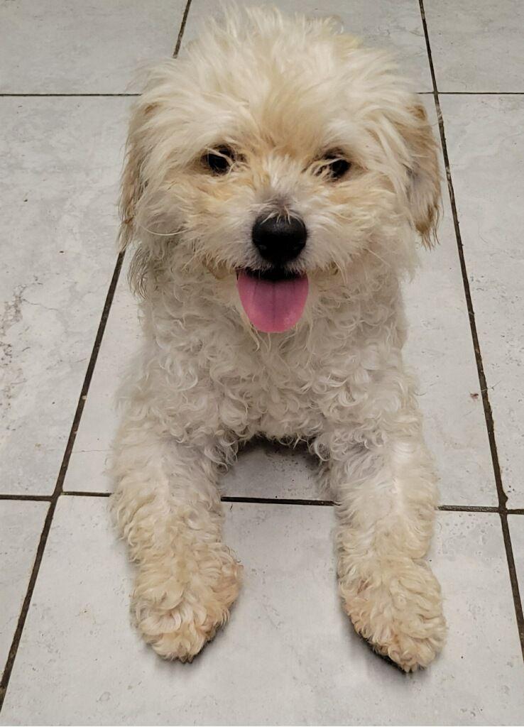 Ollie, ADOPTABLE, Adult Male Terrier.