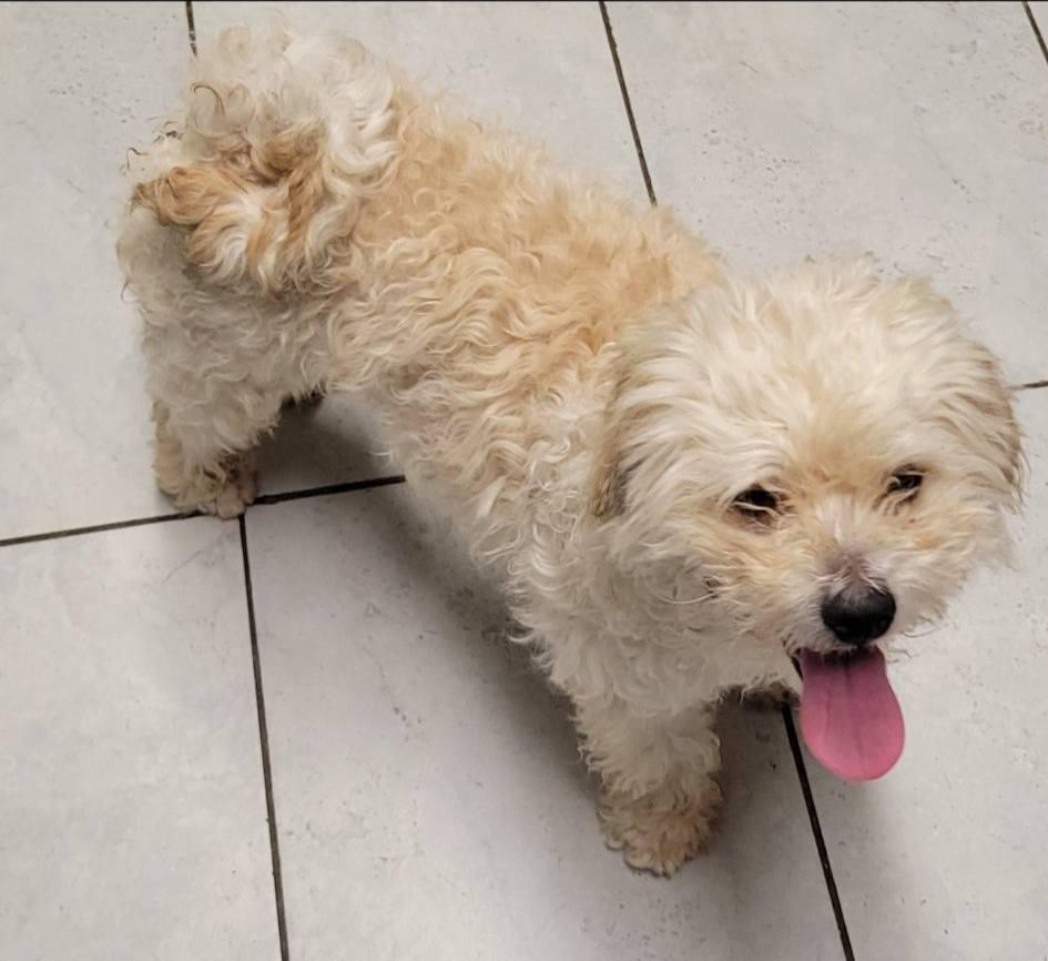 Enlarge Ollie, a ADOPTABLE Terrier in Colleyville, TX image 3/6