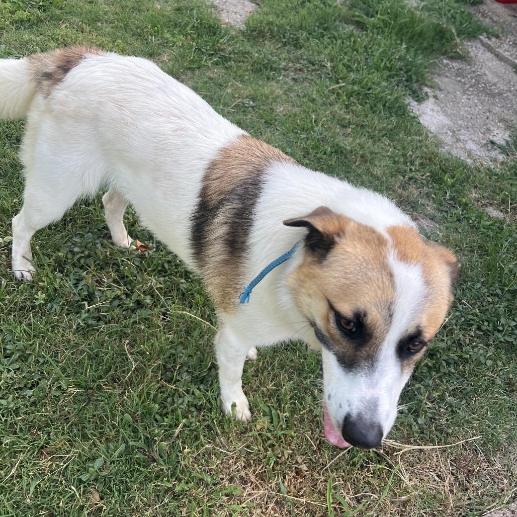 Kobe, Adoptable, Adult Male Great Pyrenees & Mixed Breed.