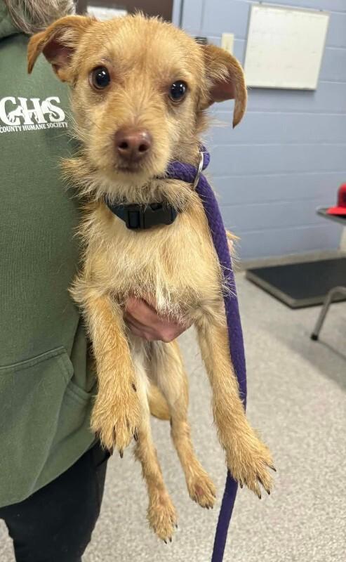 Picklepuff, Adoptable, Young Male Chihuahua & Mixed Breed.