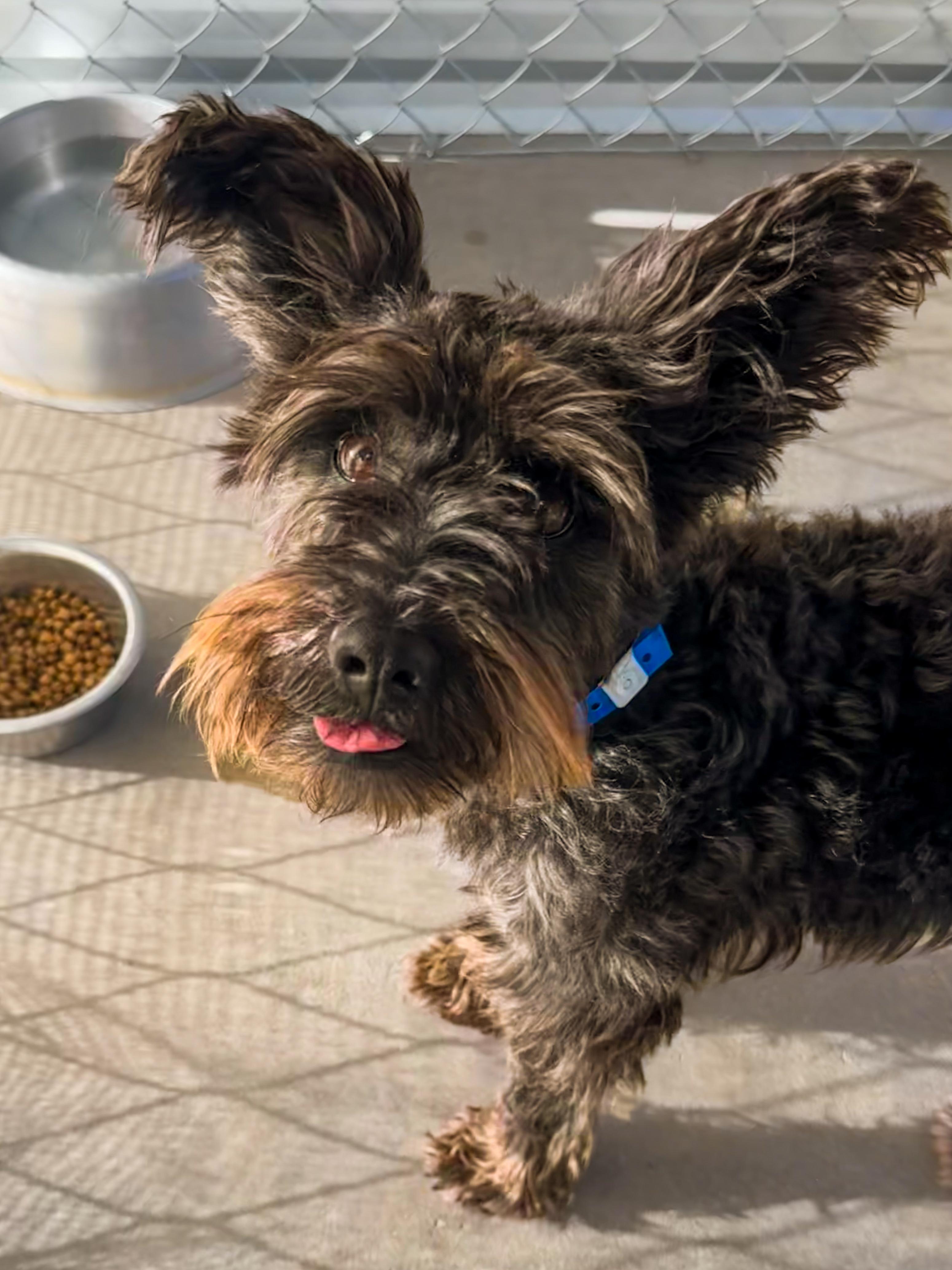 Enlarge MILO , a Adoptable mixed breed in Fresno, CA image 3/5