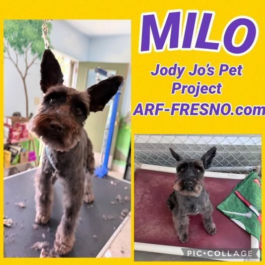 Enlarge MILO , a Adoptable mixed breed in Fresno, CA image 1/5
