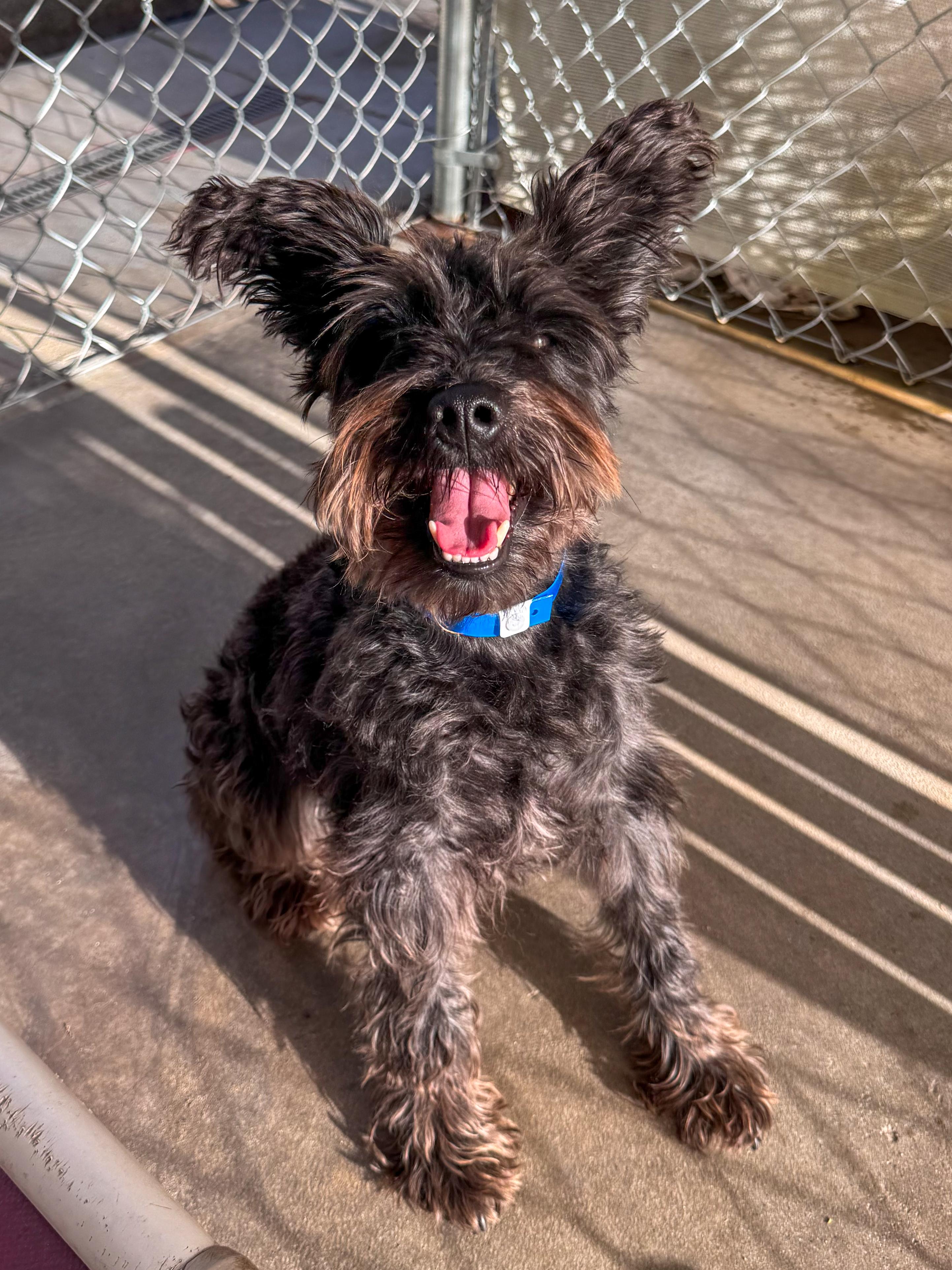 Enlarge MILO , a Adoptable mixed breed in Fresno, CA image 2/5