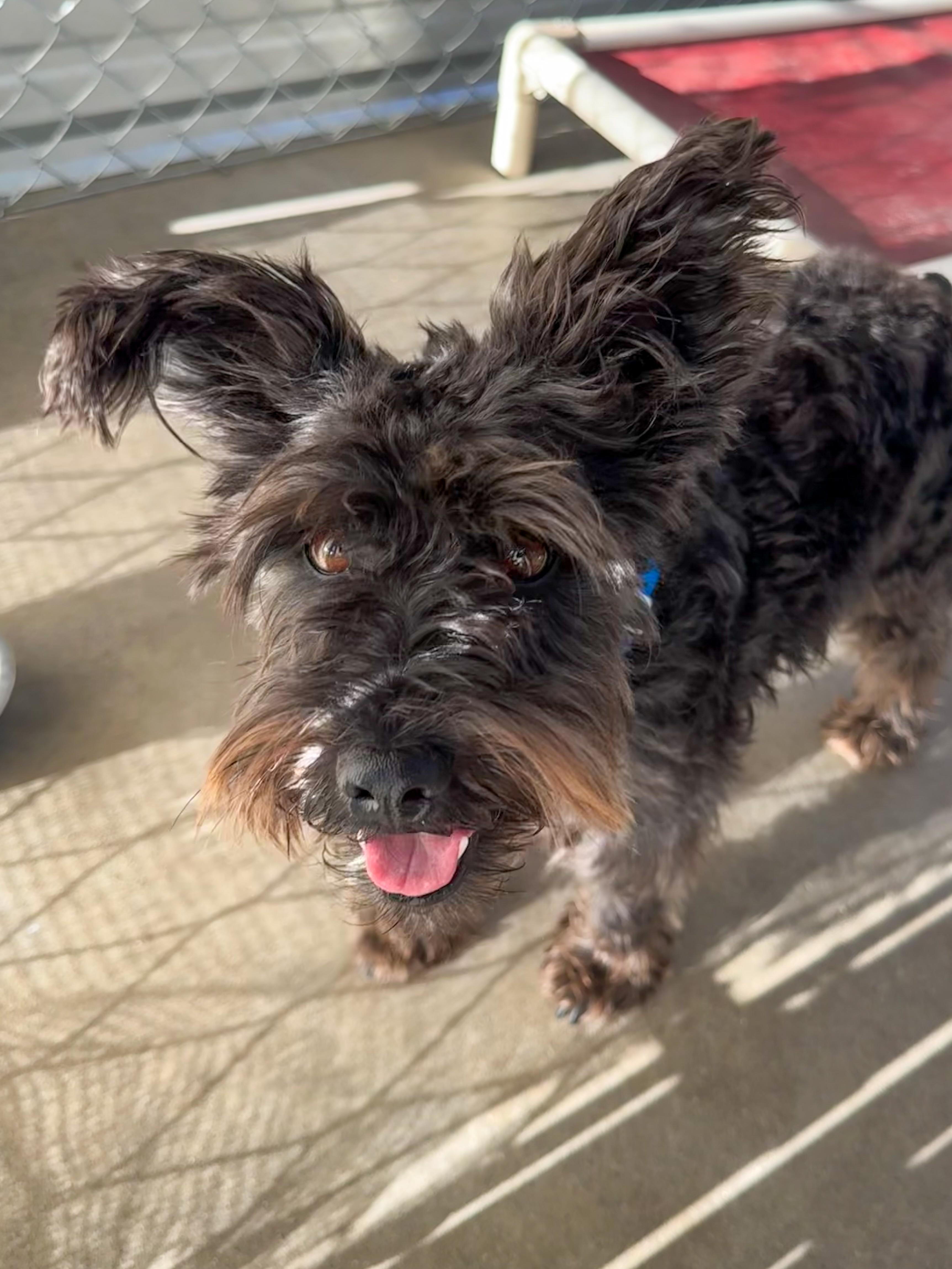 Enlarge MILO , a Adoptable mixed breed in Fresno, CA image 5/5