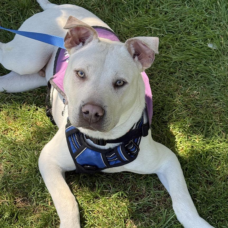 Towns, Adoptable, Adult Male Mixed Breed.