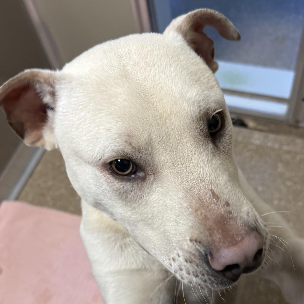 Towns, a Adoptable Mixed Breed in Sonoma, CA image 2/6