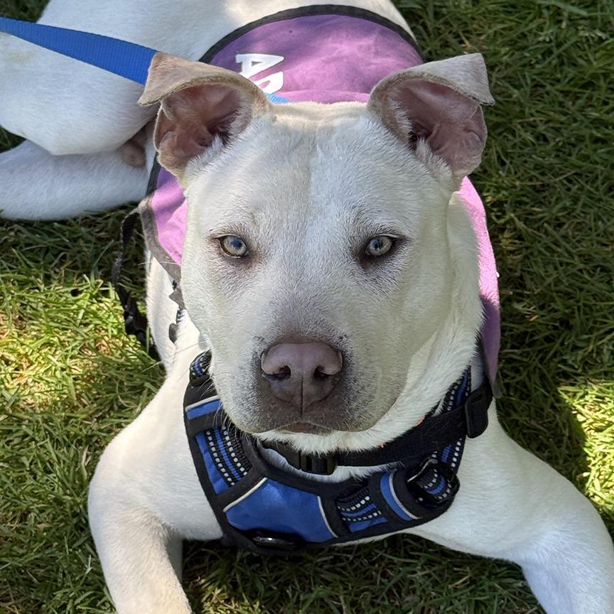 Towns, a Adoptable Mixed Breed in Sonoma, CA image 4/6