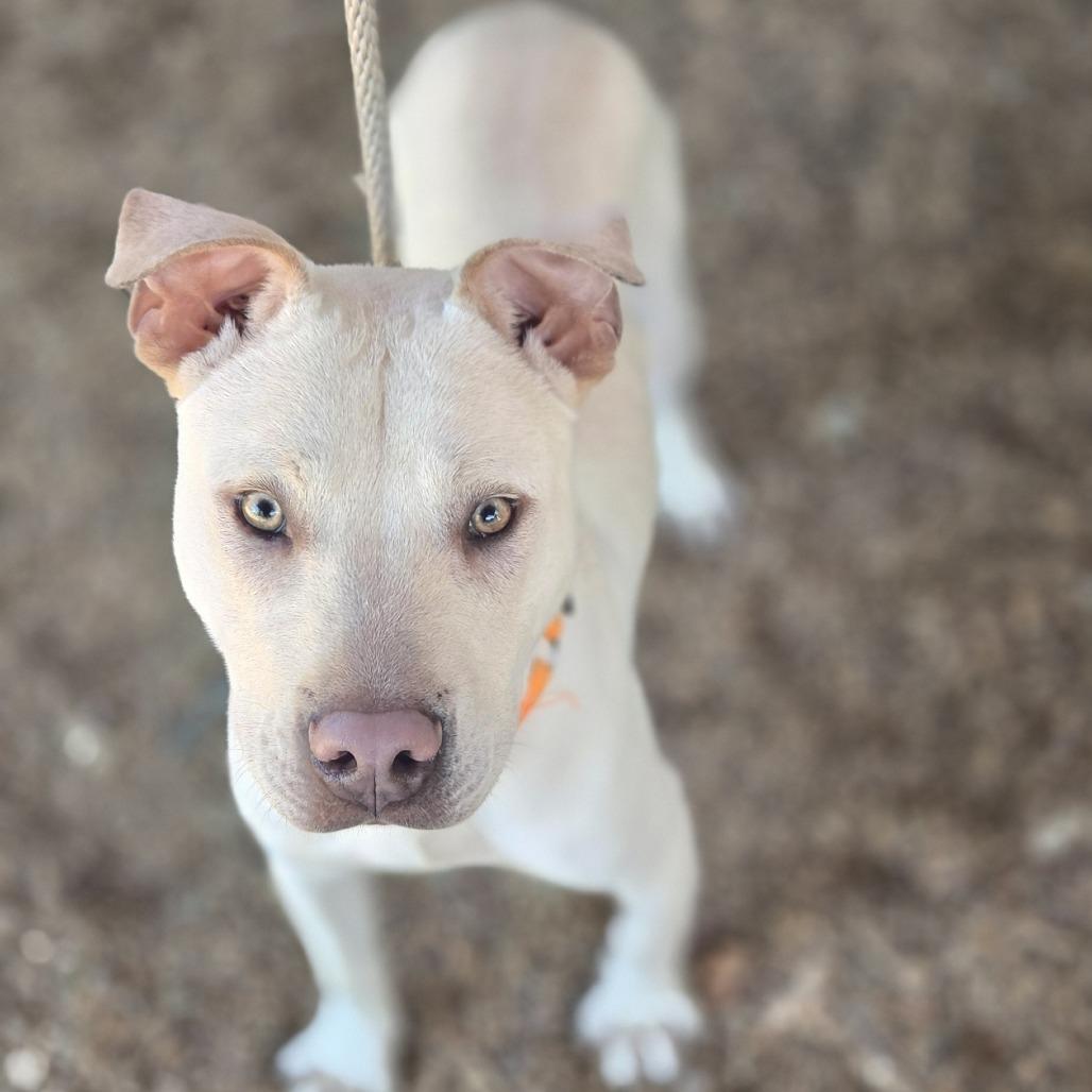 Towns, a Adoptable Mixed Breed in Sonoma, CA image 5/6